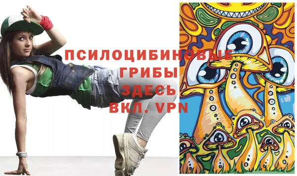 индика Ельня